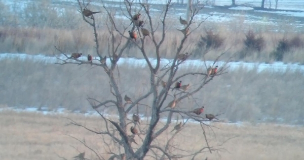 This Place is for the Birds